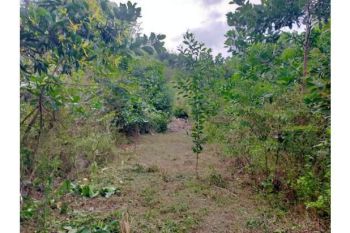 Sale Tanah: kebun dijual