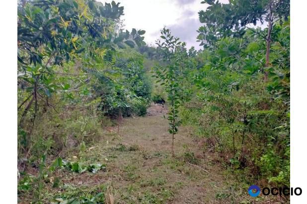 Sale Tanah: kebun dijual
