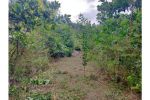 thumbnail-sale-tanah-kebun-dijual-0