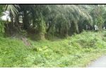 thumbnail-sale-tanah-kebun-sawit-dijual-0