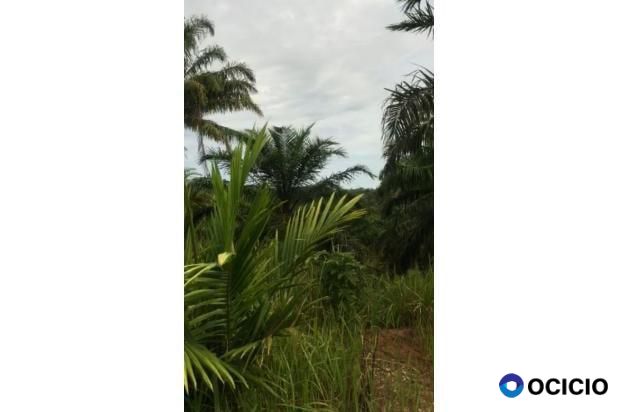 Sale Tanah: kebun sawit dijual