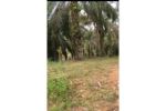 thumbnail-sale-tanah-kebun-sawit-dijual-2