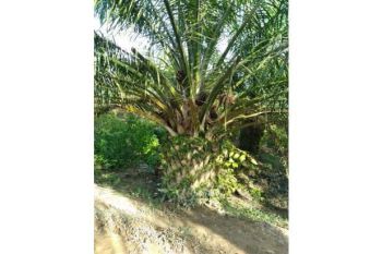 Sale Tanah: kebun sawit dijual