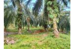 thumbnail-sale-tanah-kebun-sawit-dijual-1