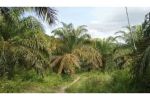 thumbnail-sale-tanah-kebun-sawit-dijual-0