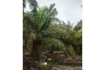 Sale Tanah: kebun sawit dijual