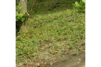 Sale Tanah: tanah dijual