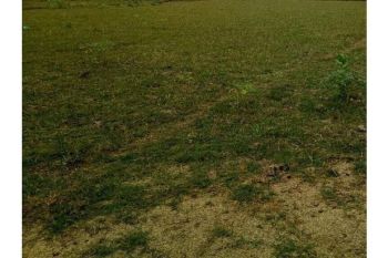 tanah dijual dekat bandara sultan Iskandar muda Blang bintang Aceh besar