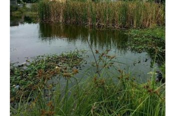 Dijuaal tanah di batoh Aceh