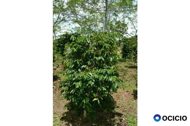kebun kopi arabica gayo dijual