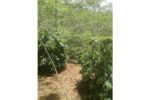 thumbnail-kebun-kopi-arabica-gayo-dijual-3