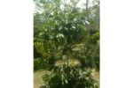 thumbnail-kebun-kopi-arabica-gayo-dijual-1