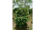 thumbnail-kebun-kopi-arabica-gayo-dijual-0