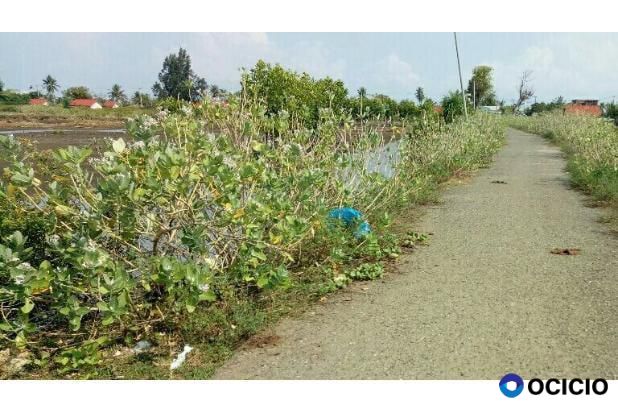 lahan dijual di syiah kuala