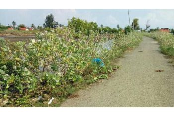 lahan dijual di syiah kuala