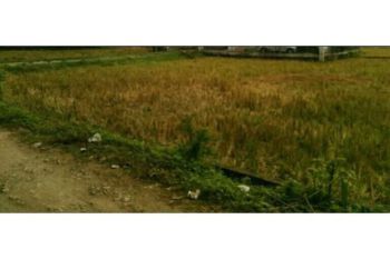 tanah dijual lambaro kafe