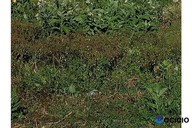 tanah dijual ili, ulka