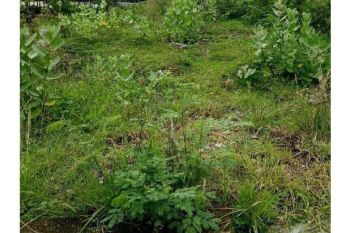 tanah dijual dibeurawe,