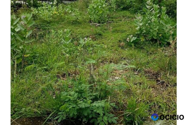 tanah dijual dibeurawe,