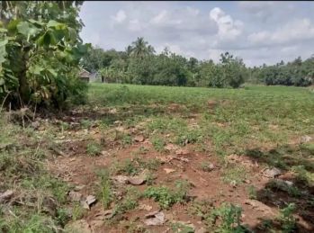 Tanah 3 hektar di tajung sari lampung selatan