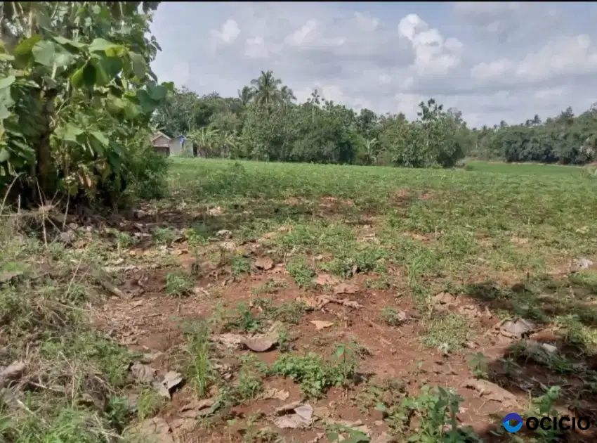 Tanah 3 hektar di tajung sari lampung selatan