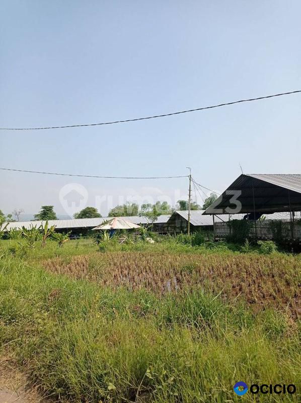 Tanah+Kandang Ayam 57rb ekor Siap Usaha Rutin Untung