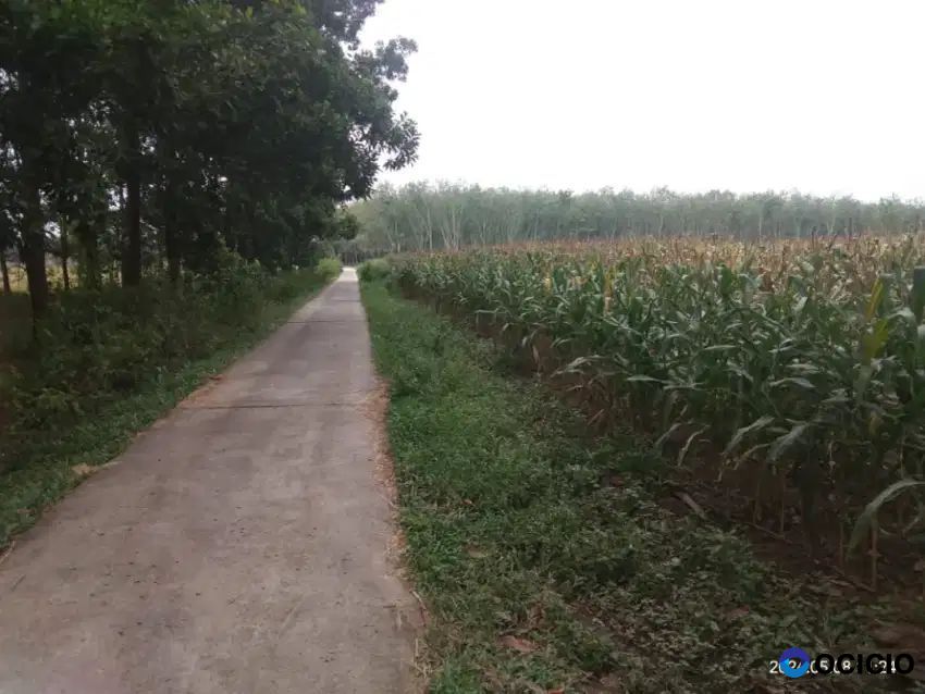 Tanah 6 hektar cocok untuk peternakan