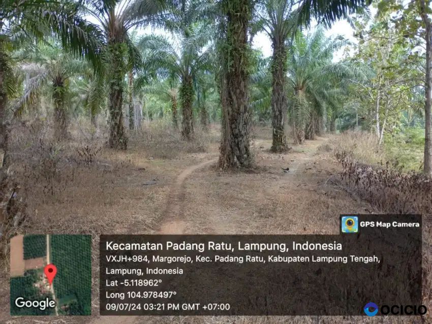 Kebun sawit 28 hektar di lampung tengah
