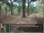 thumbnail-kebun-sawit-28-hektar-di-lampung-tengah-0