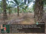 thumbnail-kebun-sawit-28-hektar-di-lampung-tengah-1