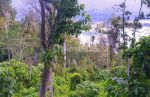 thumbnail-tanah-perkebunan-view-danau-ranau-dan-gunung-seminung-sangat-cocok-untuk-bangun-4