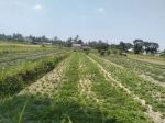 thumbnail-dijual-tanah-sawah-di-sumberadi-mlati-sleman-2