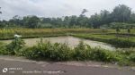 thumbnail-djual-tanah-sawah-di-burikan-sumberadi-mlati-sleman-2