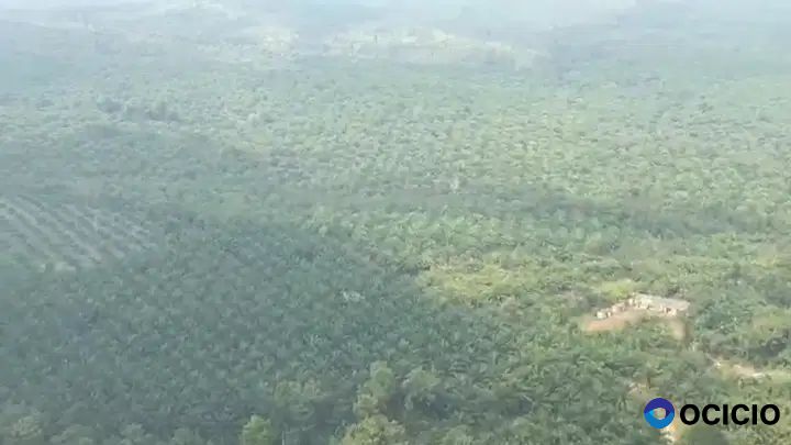 kebun sawit 1000 hektar di way kanan