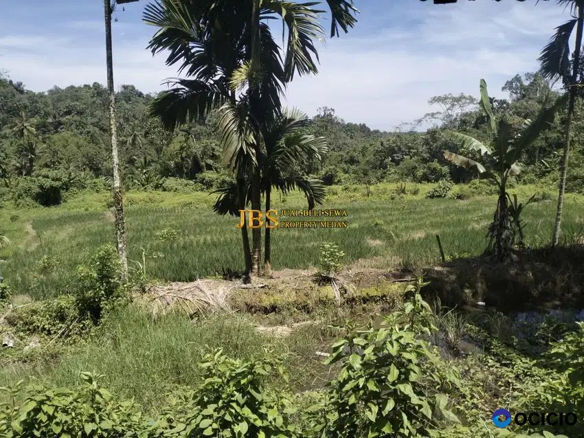 Jual Tanah Kosong di Desa Bengkurung, Jalan Sembahe - Namorambe
