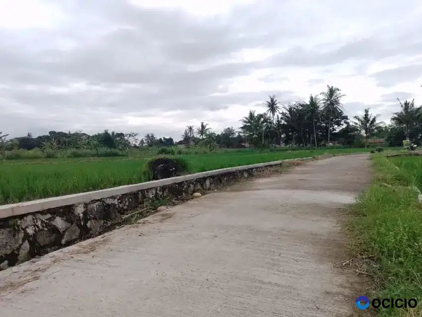 Tanah Sawah Murah Di Bligo Ngluwar
