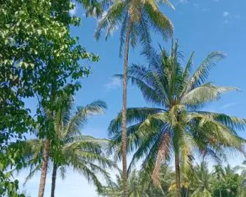 tanah 7100 meter dekat pantai tanjung setia krui peisisir barat