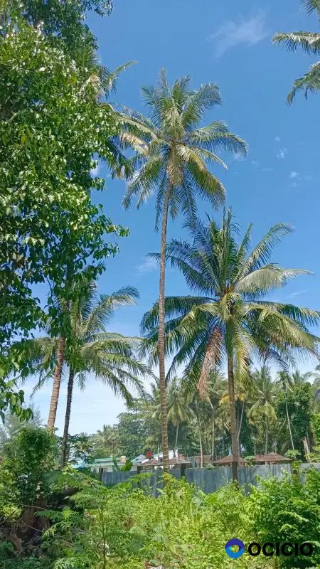 tanah 7100 meter dekat pantai tanjung setia krui peisisir barat