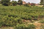 thumbnail-dijual-tanah-di-jln-marelan-pasar-tiga-timur-medan-4