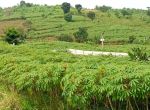 thumbnail-dijual-tanah-di-desa-tangkil-kecamatan-citeureup-kabupaten-bogor-sentul-3