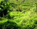 thumbnail-dijual-tanah-di-desa-tangkil-kecamatan-citeureup-kabupaten-bogor-sentul-0