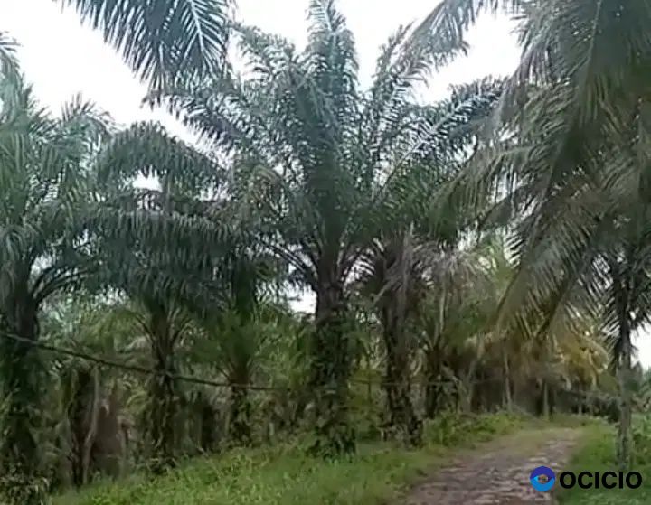 Dijual kebun kelapa dan sawit di lampung selatan